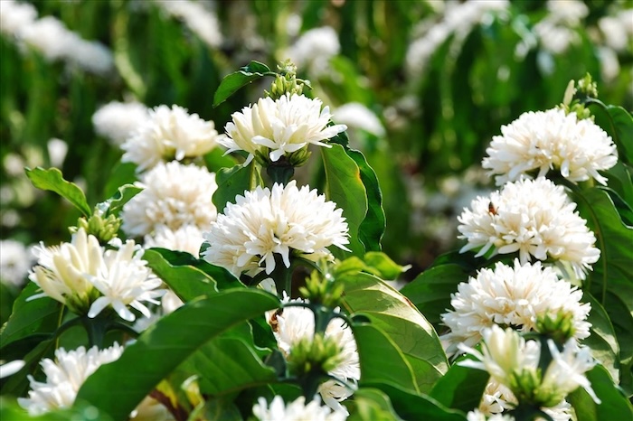 Phân bón lá delfan plus Phân bón lá delfan plus