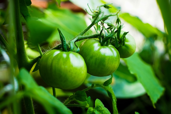 Phân bón lá ds80 Phân bón lá ds80