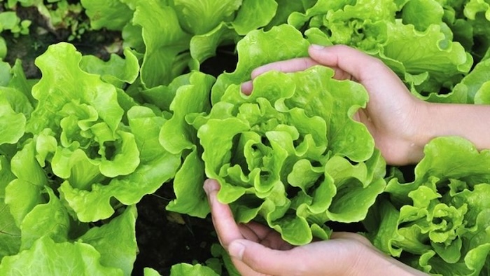 Phân bón lá eco Phân bón lá eco