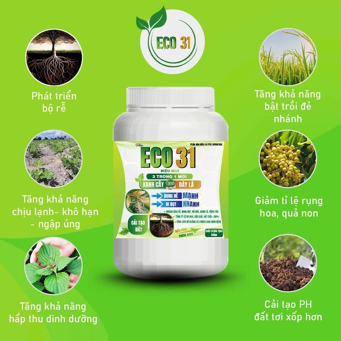 Phân bón lá eco 31 Phân bón lá eco 31