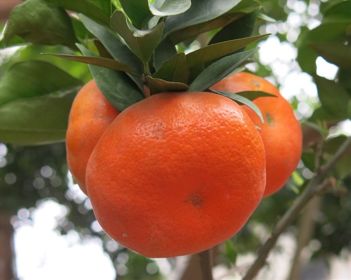 Phân bón lá eco 31 Phân bón lá eco 31