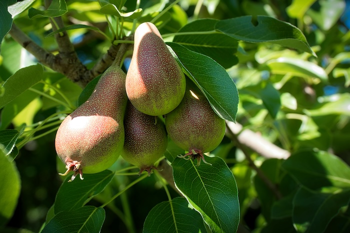 Phân bón lá energy Phân bón lá energy