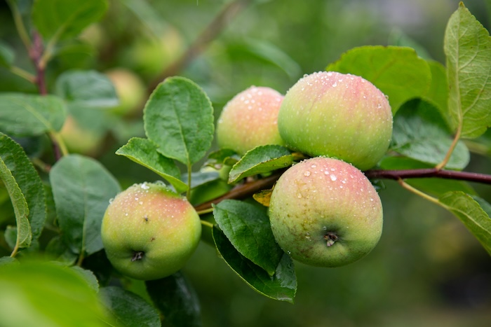 Phân bón lá enzyme Phân bón lá enzyme