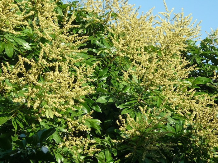 Phân bón lá f bo Phân bón lá f bo