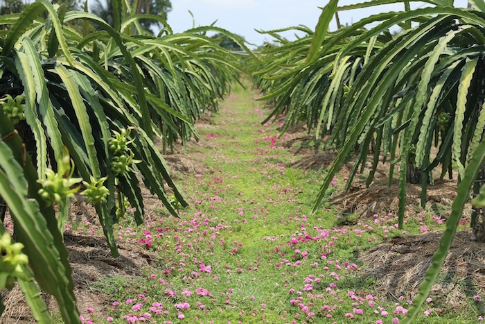 Phân bón lá f97 Phân bón lá f97