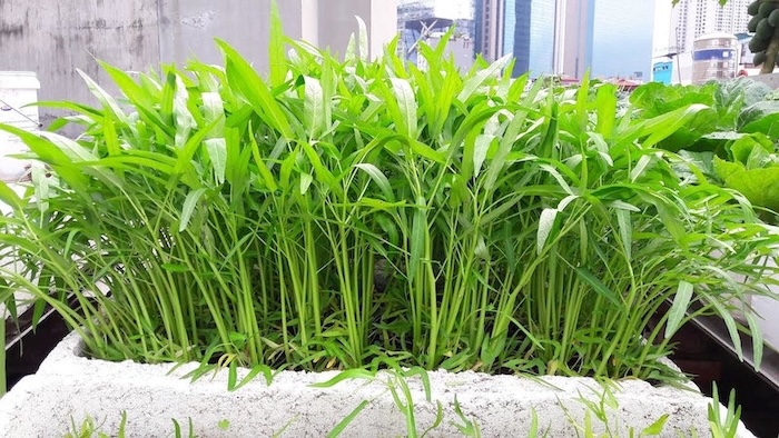 Phân bón lá fertigold Phân bón lá fertigold