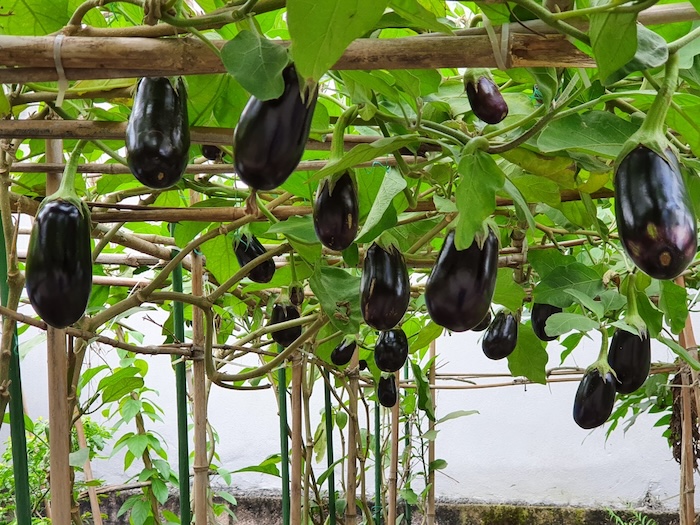 Phân bón lá fetrilon combi Phân bón lá fetrilon combi