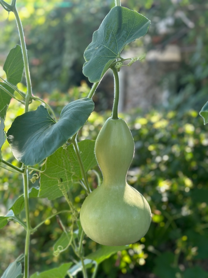 Phân bón lá gà trống Phân bón lá gà trống