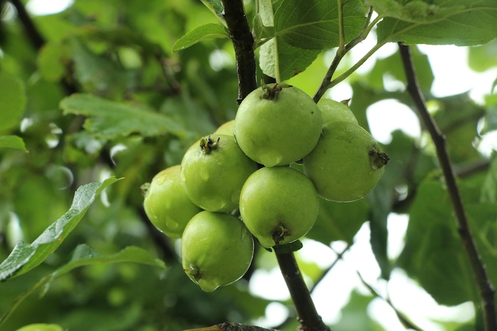 Phân bón lá grow more 15 30 15 Phân bón lá grow more 15 30 15