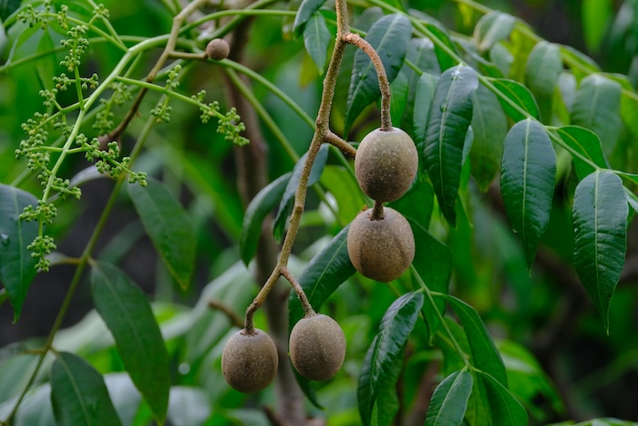 Phân bón lá grow more 30 10 10 Phân bón lá grow more 30 10 10