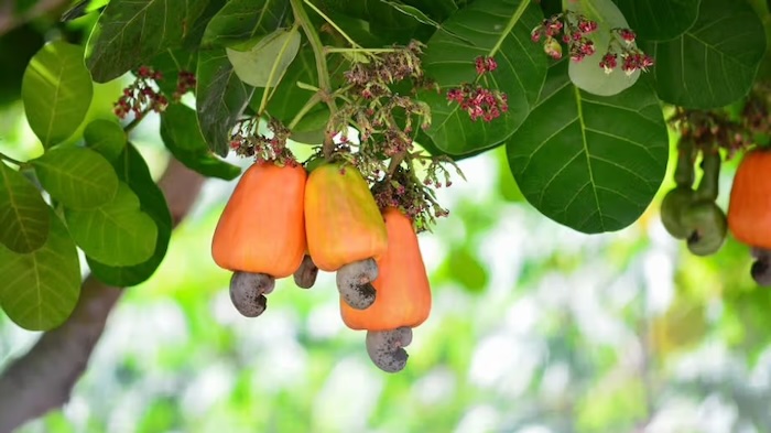 Phân bón lá hỗn hợp npk an dân 05 Phân bón lá hỗn hợp npk an dân 05