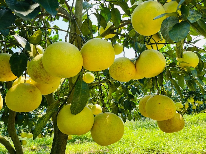 Phân bón lá hợp trí Phân bón lá hợp trí