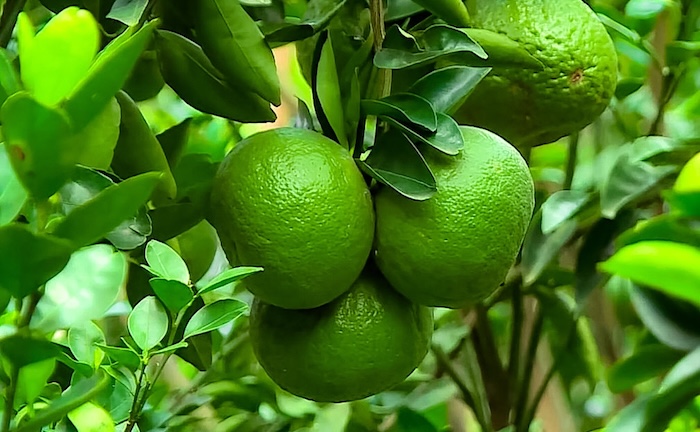 Phân bón lá hợp trí casi