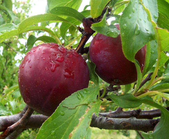 Phân bón lá hpc 22hxn
