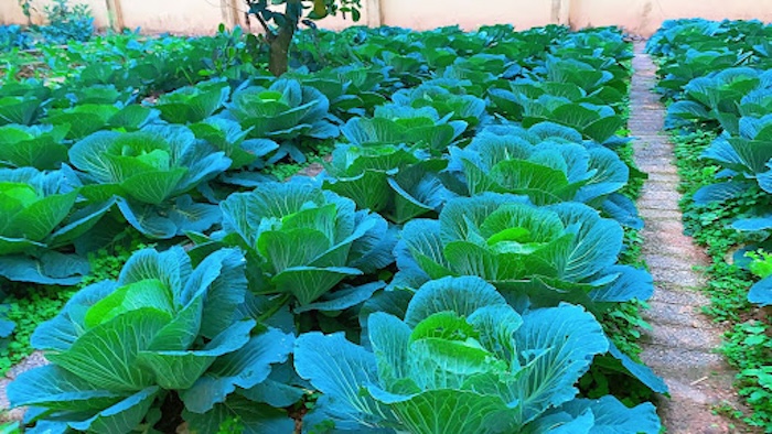 Phân bón lá humic 322 Phân bón lá humic 322