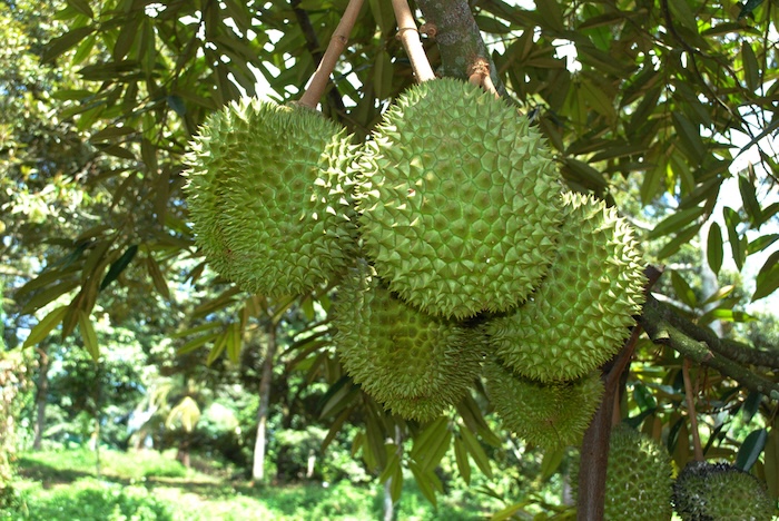 Phân bón lá humic hợp trí Phân bón lá humic hợp trí