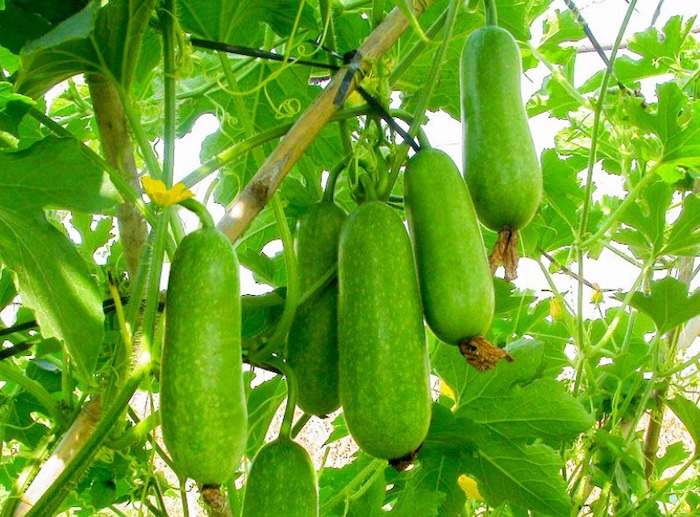 Phân bón lá humic mỹ Phân bón lá humic mỹ