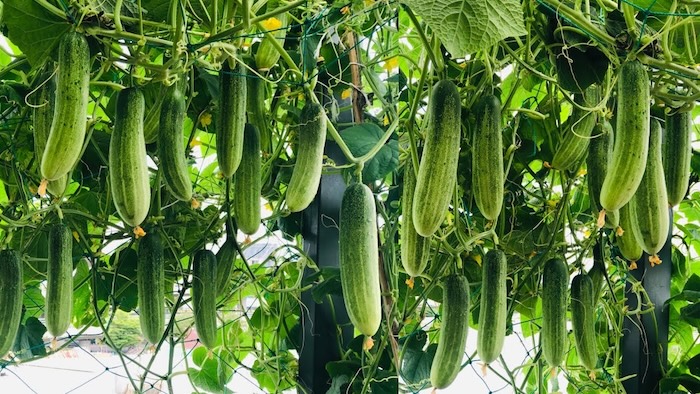 Phân bón lá humic rong biển Phân bón lá humic rong biển