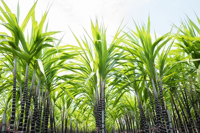 Phân bón lá humic usa Phân bón lá humic usa