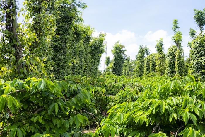 Phân bón lá hữu cơ humic Phân bón lá hữu cơ humic