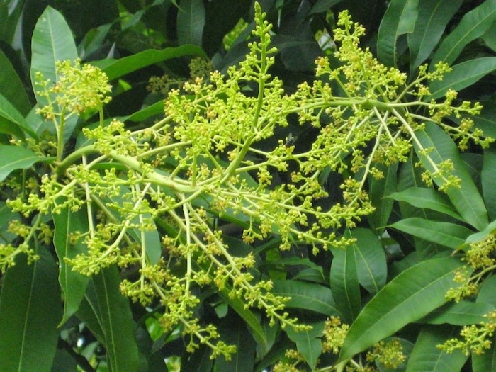 Phân bón lá hữu cơ khoáng hi boron 7 14 Phân bón lá hữu cơ khoáng hi boron 7 14