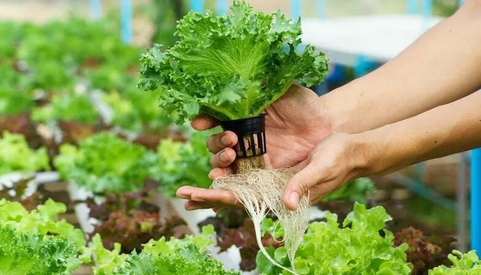 Phân bón lá hữu cơ là gì