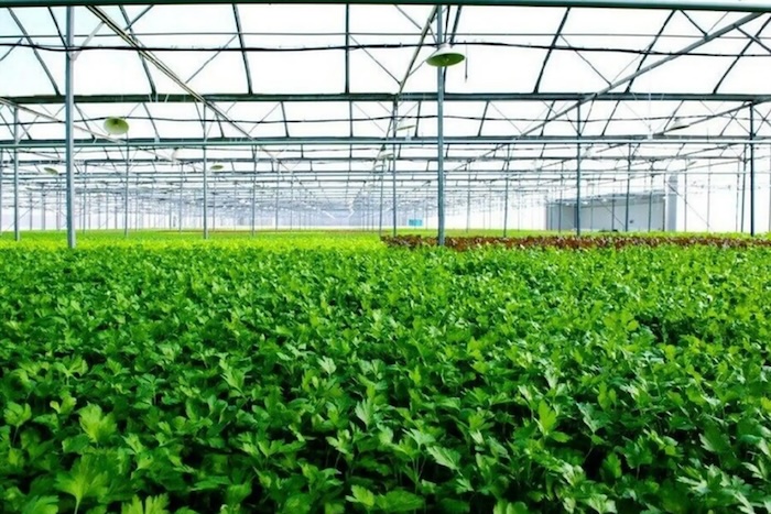 Phân bón lá hữu cơ rong biển