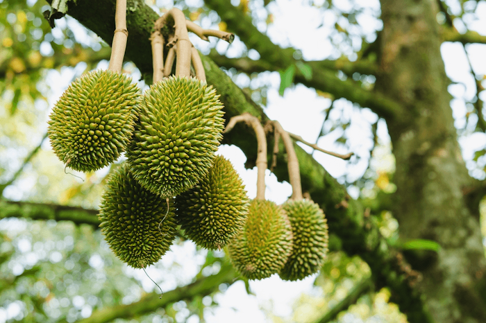 Phân bón lá hữu cơ sinh học vi lượng