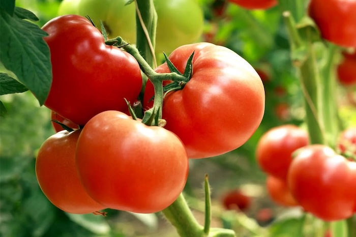 Phân bón lá hvp tn 6 6 4 k humat