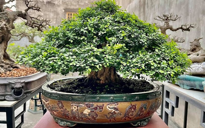 Phân bón lá hvp vitamin b1 chai 100ml