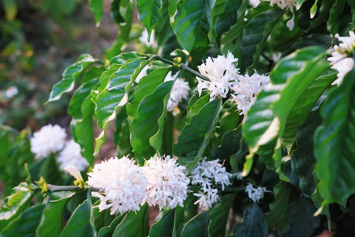 Phân bón lá israel