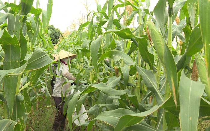 Phân bón lá kina ado ethephon