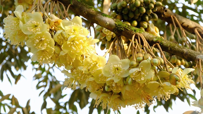 Phân bón lá mx bo Phân bón lá mx bo