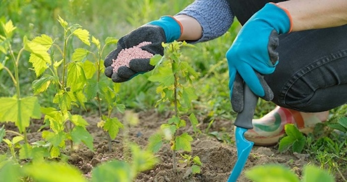 Phân bón lá nhập khẩu thái lan Phân bón lá nhập khẩu thái lan