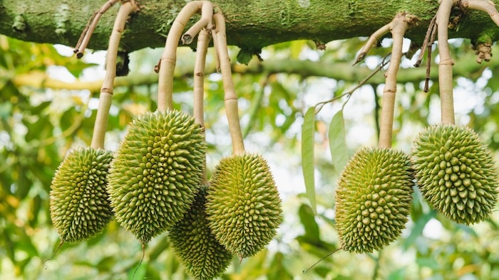 Phân bón gốc canxi bo Phân bón gốc canxi bo