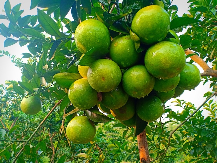 Phân bón gốc canxi bo Phân bón gốc canxi bo