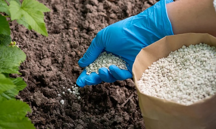 Phân bón gốc cây Phân bón gốc cây