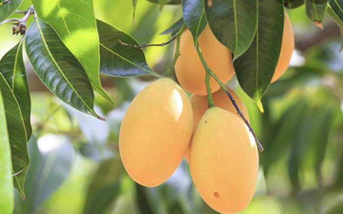 Phân bón gốc cây Phân bón gốc cây