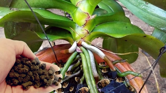 Phân bón gốc cho hoa lan Phân bón gốc cho hoa lan
