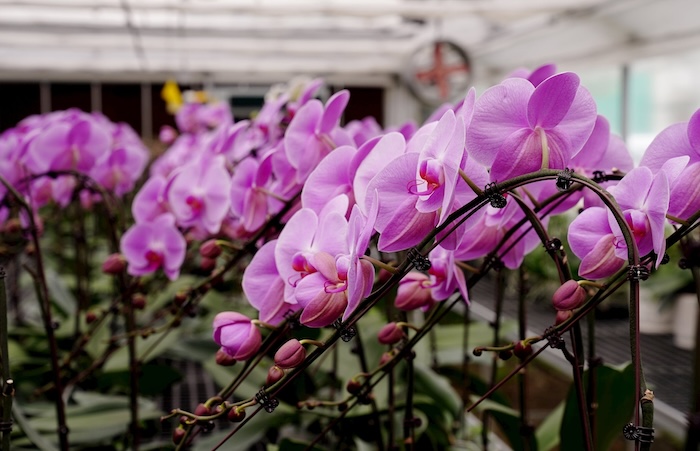 Phân bón gốc cho hoa lan Phân bón gốc cho hoa lan