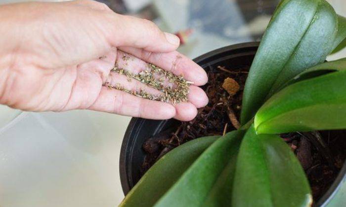 Phân bón gốc cho lan Phân bón gốc cho lan