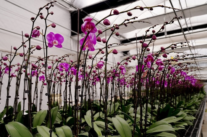 Phân bón gốc cho lan Phân bón gốc cho lan