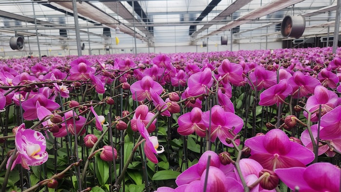 Phân bón gốc cho lan Phân bón gốc cho lan