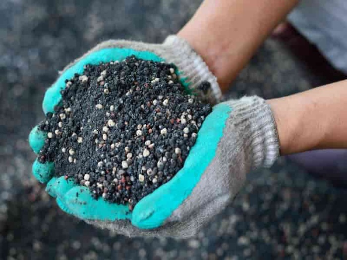 Phân bón gốc cho mai vàng