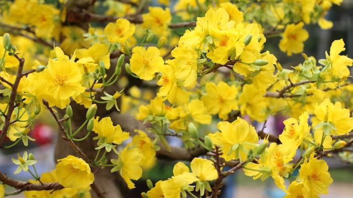 Phân bón gốc cho mai vàng