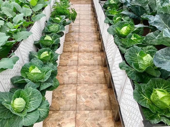 Phân bón gốc dạng nước Phân bón gốc dạng nước