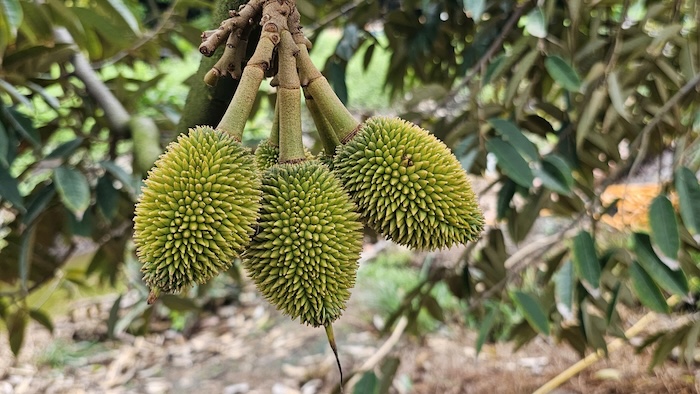 Phân bón gốc dynamic Phân bón gốc dynamic