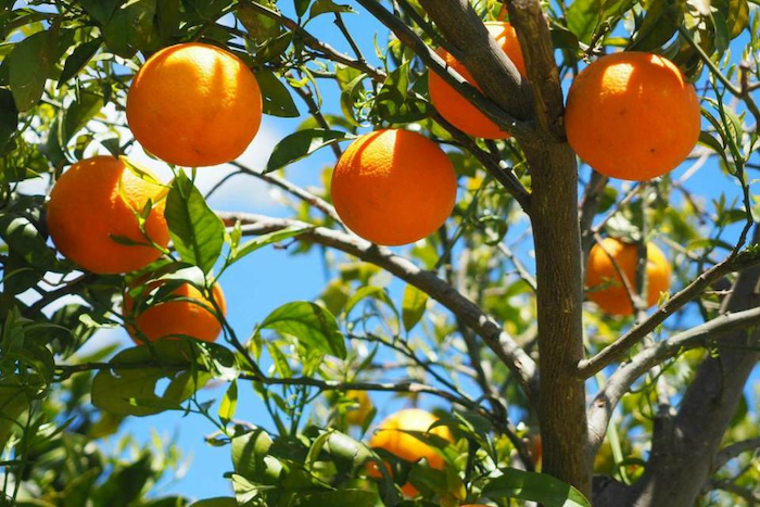 Phân bón gốc eco 68