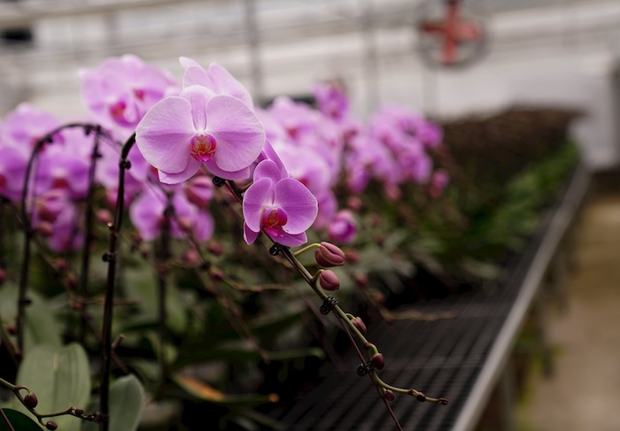 Phân bón gốc hoa lan Phân bón gốc hoa lan