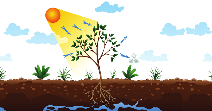 Phân bón gốc humic Phân bón gốc humic